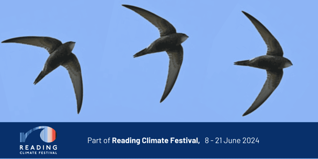 Image of three swifts flying across a blue sky. Below them is a banner with the reading climate festival logo and reads " Part of Reading Climate Festival, 8-21 June 2024"